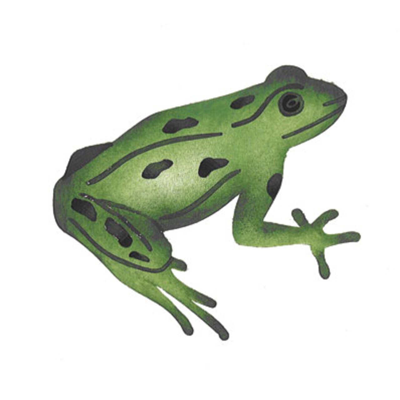 Sitting Frog Wall Stencil | 2629 by Designer Stencils | Animal & Nature Stencils | Reusable Art Craft Stencils for Painting on Walls, Canvas, Wood | Reusable Plastic Paint Stencil for Home Makeover | Easy to Use & Clean Art Stencil
